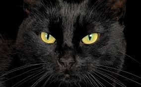 Image result for black cat close up