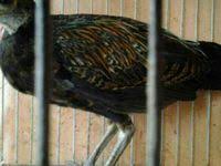 Ishak Juragan Cemani Ayam Hutan Hijau Kwalitas Sangat Lumayan Jinak Mulus Dan Tanpa Cacat Hijau Ayam Hutan