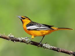 Image result for Bullockia setiflora