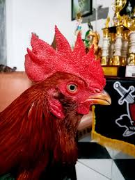 We did not find results for: Ninja Boxer Farm Photos Facebook