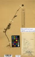 Image result for Bidens grantii