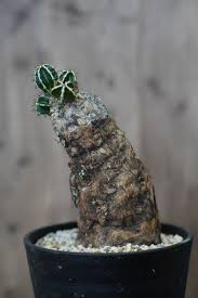 Image result for Euphorbia mlanjeana