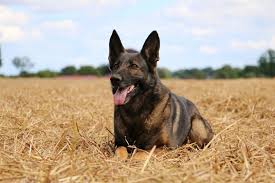 We did not find results for: German Malinois Belgian Malinois German Shepherd Mix Guide Pictures Info Care Pet Keen