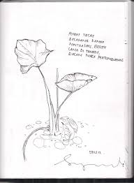 Dunia seniman terkenal seperti van jika anda mencari reproduksi lukisan cat minyak populer, lihatlah ini daftar 10 teratas reproduksi terkenal. 31 Populer Gambar Sketsa Daun Talas Terkeren Sketsakuu