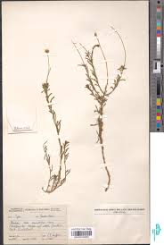 Image result for Rhynchosia galpinii