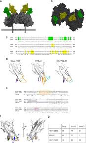 Alphacoronavirus receptor-binding domains. a Surface representation of... |  Download Scientific Diagram
