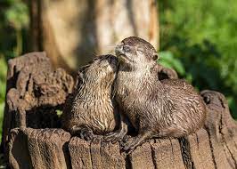 Otters Bask In The Sun And Their Love The Daily Otter Cute Wild Animals Cute Animals Otters