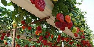 9 Incroyables Facons De Faire Pousser Les Fraises A La Verticale En Hauteur En Pot Etc Cultiver Des Fraises Petits Jardins De Potagers Faire Pousser Des Fleurs