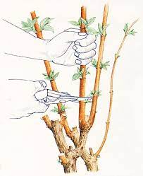 How To Prune And Shape Buddleia Butterfly Bush Urban Butterfly Garden