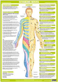 the chartex cutaneous nerves chart illustrates explains and