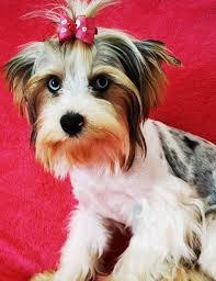 Find yorkshire terrier puppies and breeders in your area and helpful yorkshire terrier information. 6 Best Yorkie Breeders In North Carolina 2021 We Love Doodles