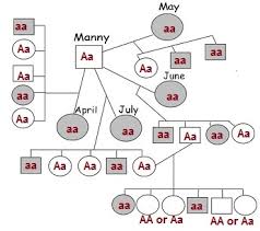 If it is darkened he has hemophilia; Rat Pedigree Practice With Key