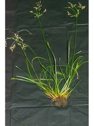Image result for Fimbristylis dichotoma