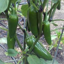 Fill the hole with soil and pack it loosely around the plant. Tricked You Sweet Pepper Plants For Sale Free Shipping