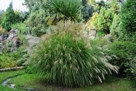 Elefantengras Miscanthus Giganteus Mehrjahrige Pflanzen Pflanzen Und Gras