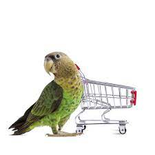 conures muhabbet kusu muhabbet kuslari petsupplies icin alisveris sepeti evde beslenen hayvan kus papagan oyuncak sevimli metal mini online alisveris sitesi joom da ucuza alisveris yapin