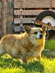 Image result for Cogniauxia