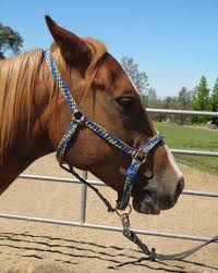 We did not find results for: Horse Halter Kerrville Braided Paracord Etsy