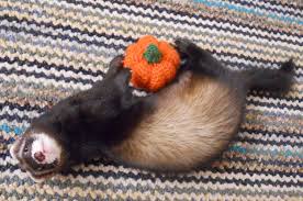 Crocheted Pumpkin Pincushion Cute Ferrets Cute Animals Ferret