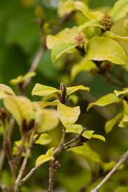 Image result for Trichocladus