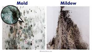 Silicone is flexible and keeps moisture under it. Mold Vs Mildew What Are The Differences Plus Black Mold Health Risks And More