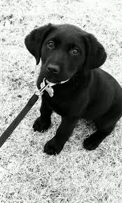 On Vous Dit Pourquoi Vous Ne Devriez Jamais Adopter De Labrador Chien Chiot Chien Mignon