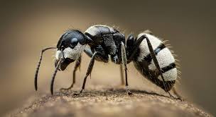 Image result for panda ant