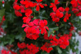 Gitanillas La Reina De Los Patios Andaluces Geranios Flores Rojas Tipos De Geranios