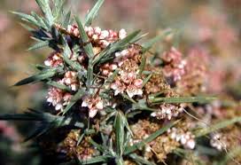 Image result for Cuscuta abyssinica