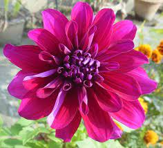 Dahlia Dahlia Beautiful Flowers Photography Dahlias Garden