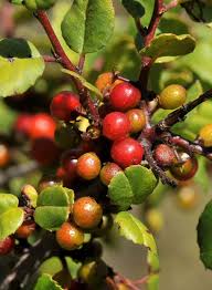 Image result for Rinorea ilicifolia