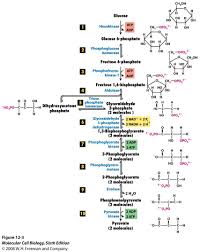Biochemistry Basics Pogil Answer Key Quizlet Glycolysis Part 1 Biochemistry Notes Biology Notes Chemistry Education