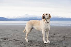 Most Popular Dog Breeds America S Favorite Canine Breeds