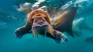 Image result for walrus