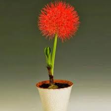 Bunga desember (haemanthus multiflorus) memiliki bunga yang tidak wangi. Tanaman Hias Bunga Desember Shopee Indonesia