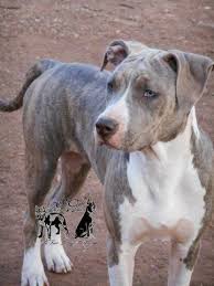 Maybe you would like to learn more about one of these? American Bully Pets And Animals For Sale Texas