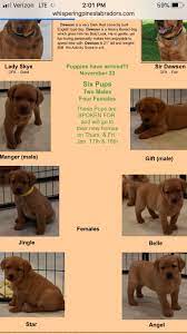 13 champions, 5 grand champions, various obedience titles, service dogs, therapy dogs, working certificates, junior hunters, senior hunters, narha titles and (a most important title) couch potatoes. The Evolving Elseners Whispering Pines Labs
