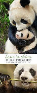 Movie Review Disneynature Born In China Borninchina See Vanessa Craft Born In China Panda Facts Panda