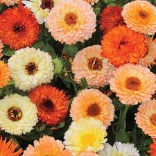 Fruit Burst Calendula Tuinieren Fruit
