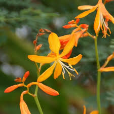 Image result for Crocosmia aurea