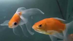 If you haven't heard of oatmeal in general and just think of fish also really seem to love eating them. Why Is My Goldfish Not Eating Should I Be Worried