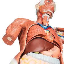 Ifyou torso from realistic to simplified @ bones muscles realistic for personal use only. Anatomical Model Life Size Male Muscular Figure 37 Part