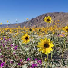 The super bloom is here! Where To See California Wildflowers Moon Travel Guides