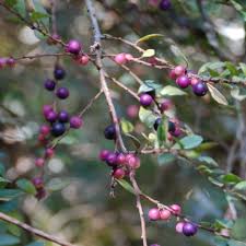 Image result for Myrsine africana