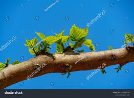 Image result for Morus indica