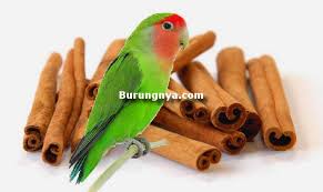 Manfaat kayu manis untuk diet kayu manis menyimpan manfaat sebagai rempah yang mampu melancarkan program diet. 5 Manfaat Kayu Manis Untuk Lovebird Dan Cara Pemberian Burungnya Com