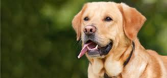 Even though each species has its own distinct looks and characteristics. Labrador Retriever Coat Facts Care Grooming Shedding Playbarkrun