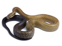 The Blacktail Cribo Drymarchon Melanurus Is A Large Tropical Colubrid Snake Native To Central America Care Sheet Provide Beautiful Snakes Snake Lovers Snake