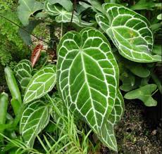 Umumnya tanaman hias lebih menonjolkan keindahan bunga, daun maupun buah. 6 Aneka Jenis Produk Budidaya Tanaman Hias Tanaman Hias