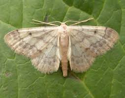 Image result for Idaea biselata